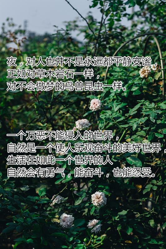 纪念林语堂诞辰124周年：他曾两次获诺贝尔文学奖提名