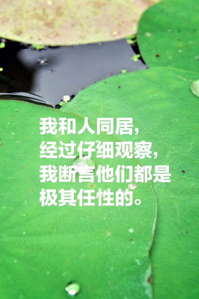 夏目漱石的《我是猫》，最经典的十段话，鲁迅评价